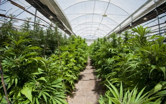 Pěstování léčebného konopí ve sklenících je dle mnohých odborníků a pěstitelů, jednou z nejlepších variant, jelikož jde o metodu kombinující to nejlepší z indoor i outdoor pěstování
